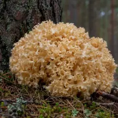 Grzyb o kremowym, koralowym kształcie, przypominający kozia broda, rośnie u podnóża drzewa. Uważaj, to trujące grzyby kozia broda trująca.