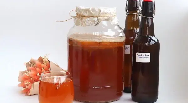 Skąd kombucha? Podróż przez wieki: od cesarzy do Twojej szklanki.