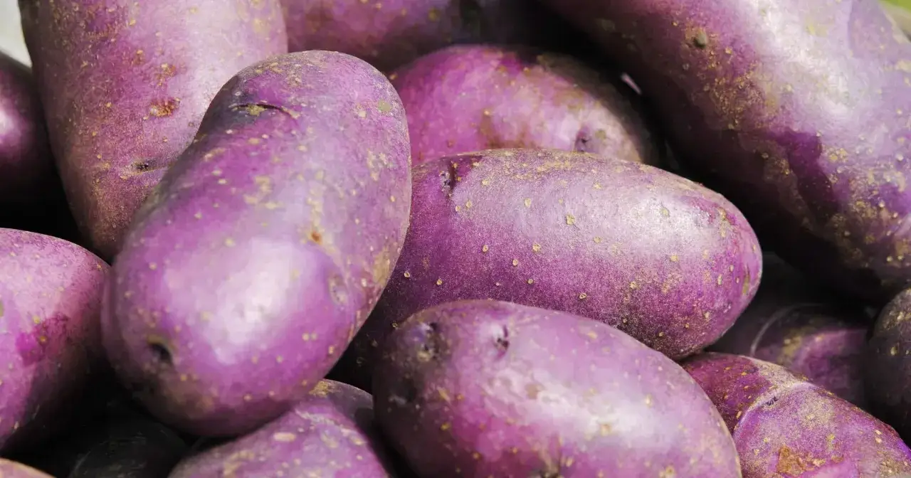 Gromadzone fioletowe ziemniaki, niektóre z drobnymi ziemistymi plamkami, tworzą bogatą, purpurową masę.